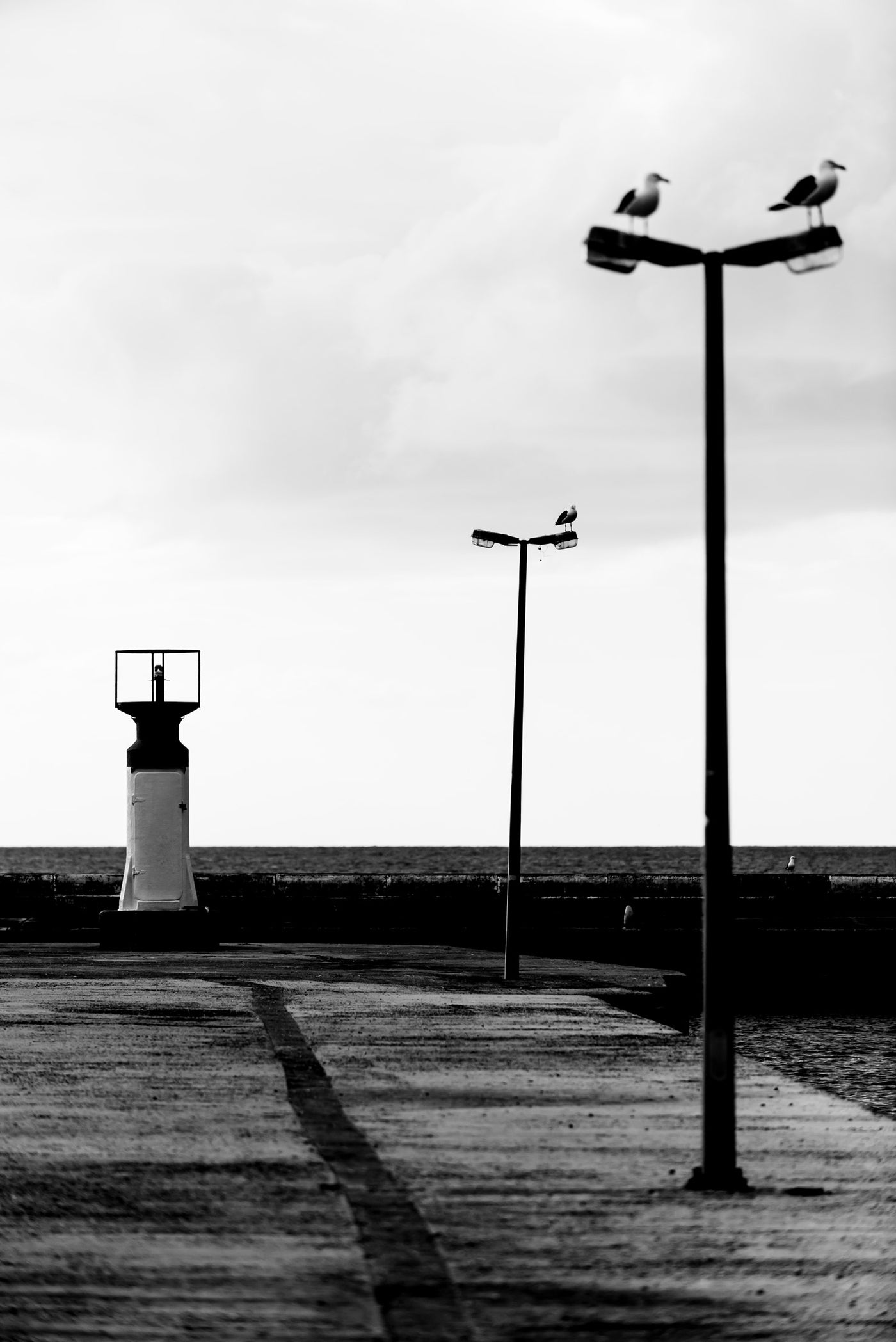 Seagulls 2
