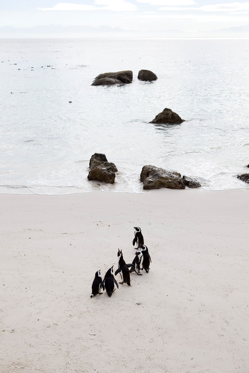 A scene with penguins at Simonstown, Cape Town.