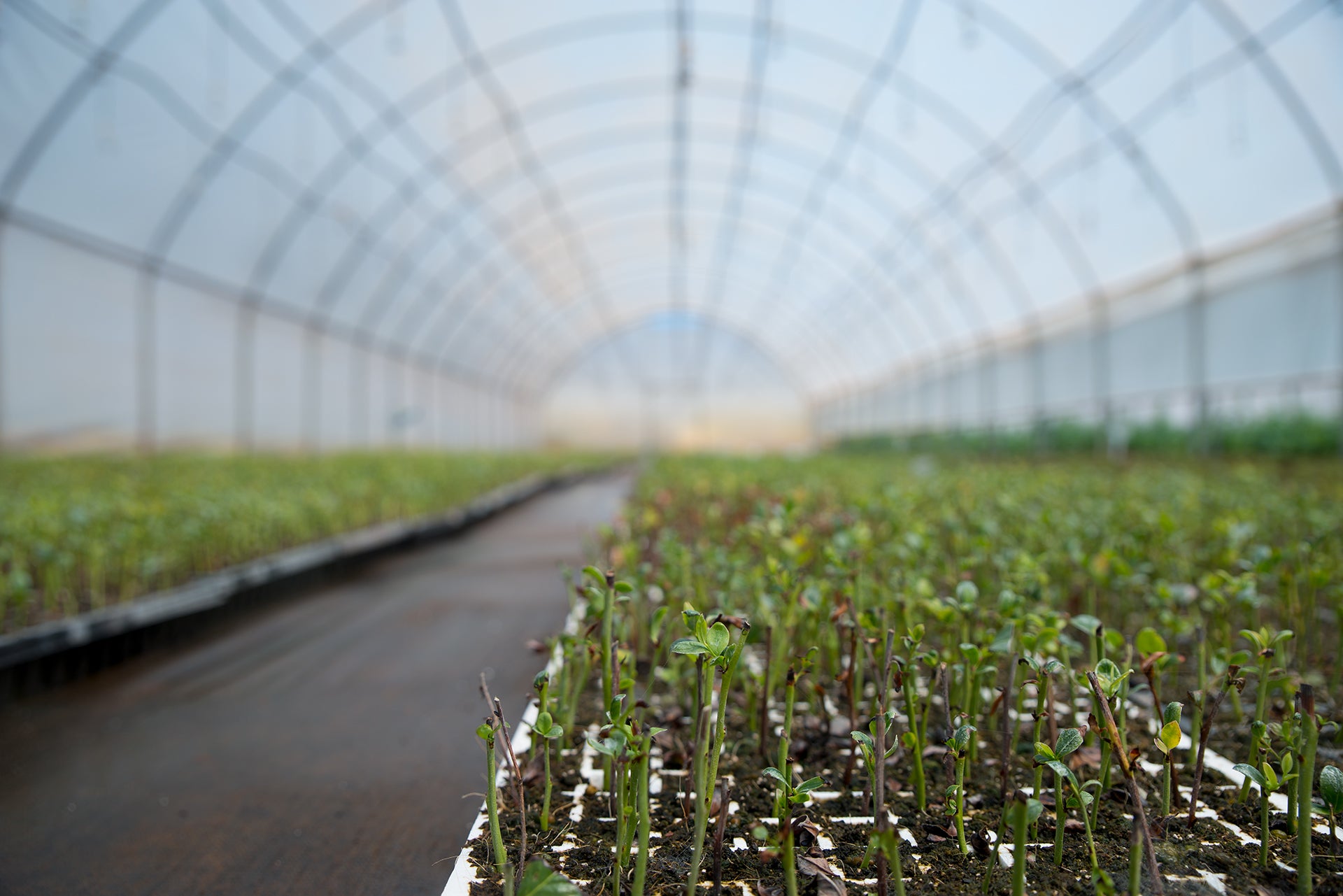 Farm Reportage for OzBlu - 2