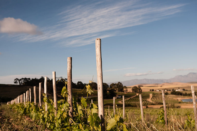 Vineyard scene in dramatic light.