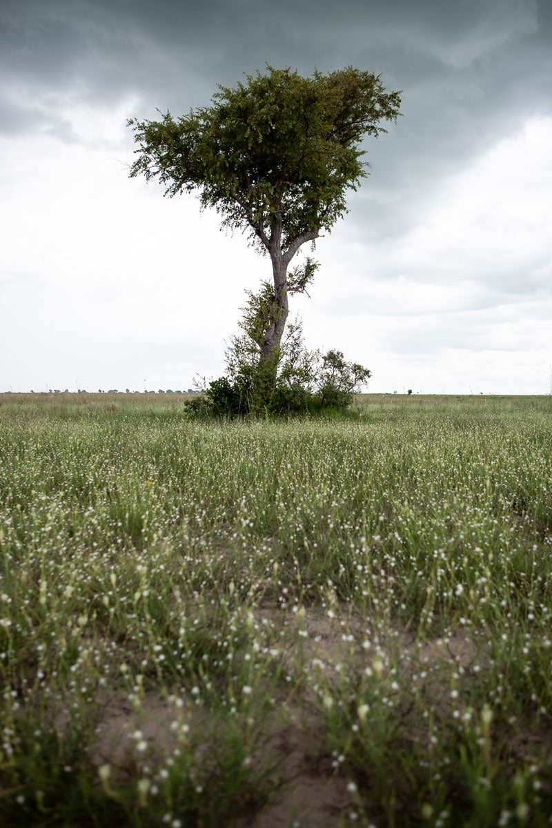 The countryside on the banks of the Zambezi.